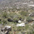 I walk upstream to see if there's any more water here at Coyote Springs