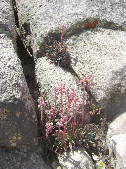 Desert dudleya growing in the rocks not far from the creek bed