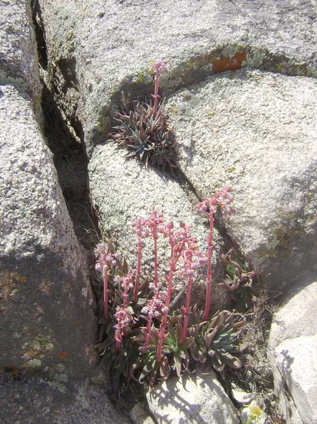 08861-desert-dudleya-550px.jpg