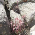 Desert dudleya growing in the rocks not far from the creek bed