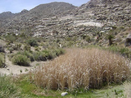 This area is almost dry right now, but is apparently a large pool of water during the wetter months