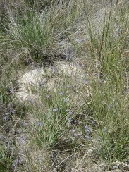 One flower that I'm surprised to find here at Coyote Springs is blue-eyed grass (sisyrinchium bellum)