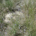 One flower that I'm surprised to find here at Coyote Springs is blue-eyed grass (sisyrinchium bellum)