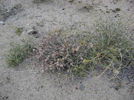 Another one of those pink-flowering buckwheats that I've been noticing on this trip