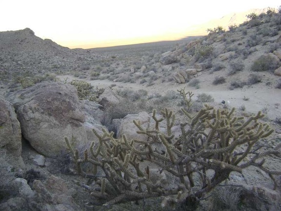 Cholla cactus along the old Coyote Springs Road
