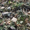 The Mojave Desert is a dry place, but I see a lot of green sprouts, happier than me about last night's rain storm