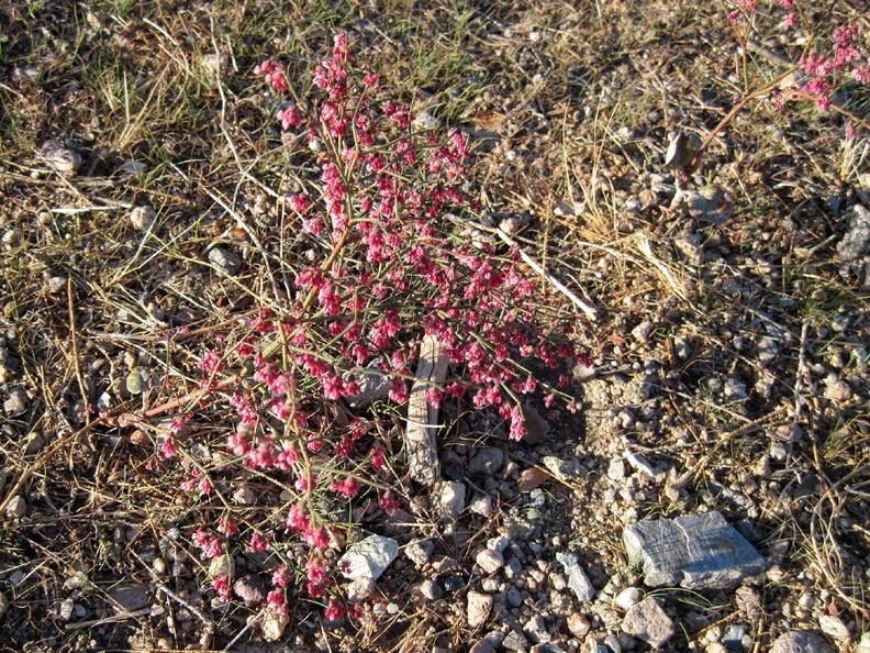 I've seen several of these low-growing pink-budded plants during this trip