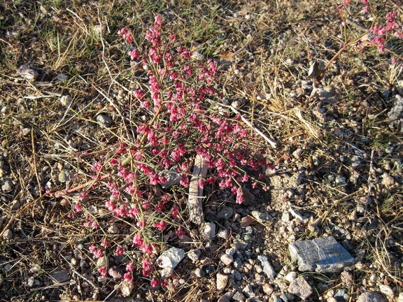 I've seen several of these low-growing pink-budded plants during this trip