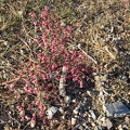 I've seen several of these low-growing pink-budded plants during this trip