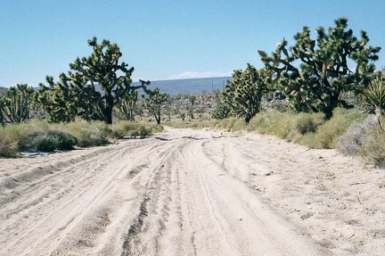 At the end of Death Valley Mine Road, I hit patches of deep sand on the Cima Road