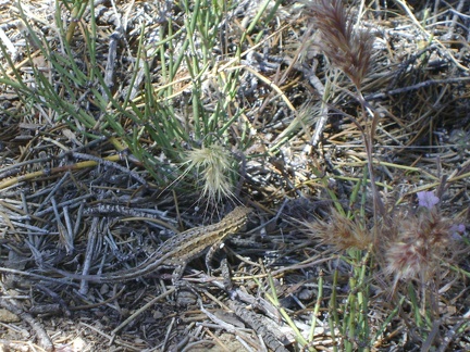 Back at my tent, a lizard pretends to hide from my camera under a nearby pinon pine