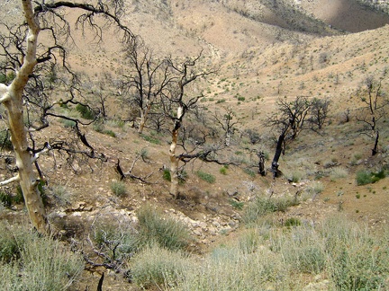 I prepare my backpack for the day and begin by walking down the short steep hill into the gulley behind Mid Hills campground