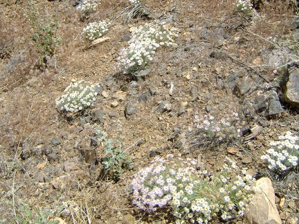 A patch of asters on the way down to the gulley between Mid Hills campground and Eagle Rocks