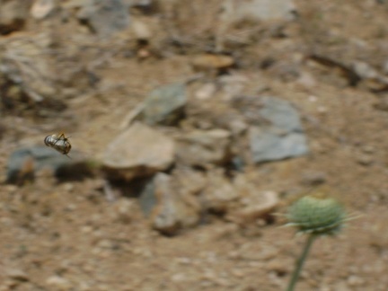 A bee tightens up and launches itself toward a thistle bloom