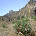 Palmer's penstemon blooms on the way up the gulley toward Eagle Rocks