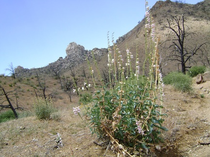 Palmer's penstemon blooms on the way up the gulley toward Eagle Rocks