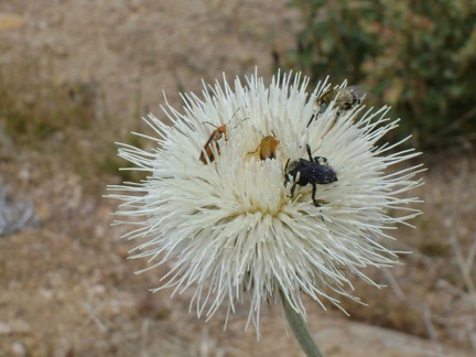 Three bugs are enjoying this thistle blossom