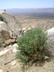 I pass an unexpected manzanita shrub as I begin my way down the boulder pile