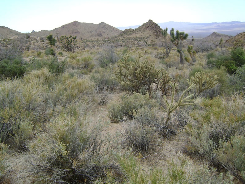 Entering the next phase of today's hike, I start heading down toward Wildcat Spring, Mojave National Preserve
