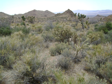 Entering the next phase of today's hike, I start heading down toward Wildcat Spring, Mojave National Preserve