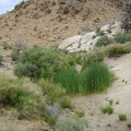 Wildcat Spring, Mojave National Preserve