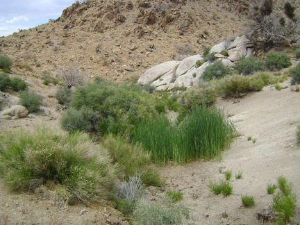 Wildcat Spring, Mojave National Preserve
