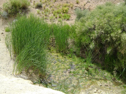 Wildcat Spring is not completely dry, yet, upon further inspection