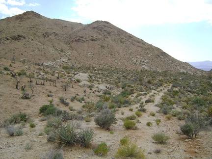 I leave Wildcat Spring and start hiking toward my next stop, Coyote Spring, about 1/2 mile beyond