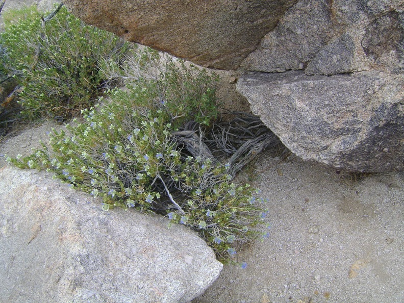 Small blue flowers peer out from between some rocks on the ridge between Coyote Spring and Chicken Water Spring