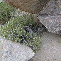 Small blue flowers peer out from between some rocks on the ridge between Coyote Spring and Chicken Water Spring