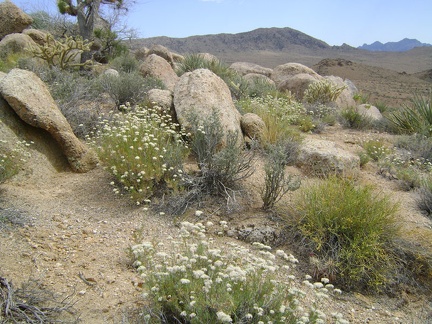 Many buckwheats are still flowering up on this ridgelet between Coyote Spring and Chicken Water Spring