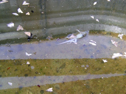 I don't mind the dead moths in the Chicken Water Spring basin, but the dead lizard makes the water less appetizing