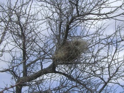 I pass a meticulously contructed bird's nest in the wash on the way up to Silver Lead Spring