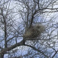 I pass a meticulously contructed bird's nest in the wash on the way up to Silver Lead Spring