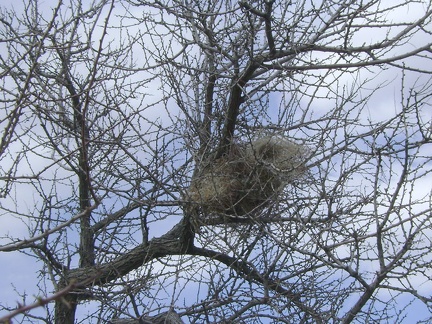 I pass a meticulously contructed bird's nest in the wash on the way up to Silver Lead Spring