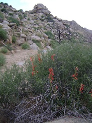 Firecracker penstemon (Penstemon eatonii) in the wash below Silver Lead Spring