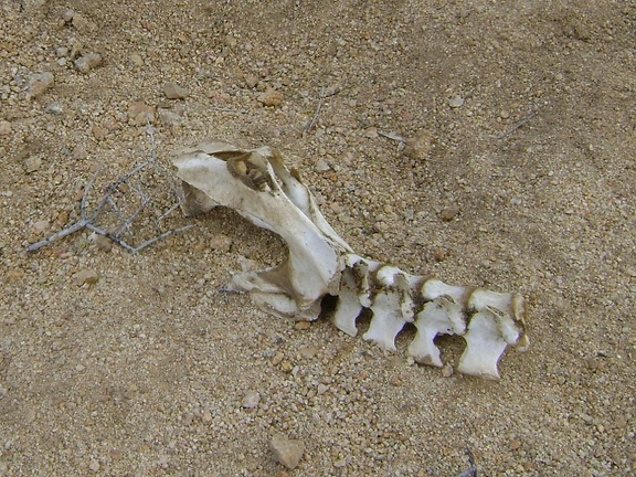 Bones in wash near Silver Lead Spring, Mojave National Preserve