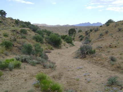 I walk the final 1/2 mile up from Silver Lead Spring to Wild Horse Canyon Road at 5500 feet elevation