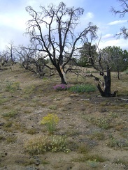 After a 1/4 mile on the dirt road, I begin heading cross-country through the partially burned desert forest