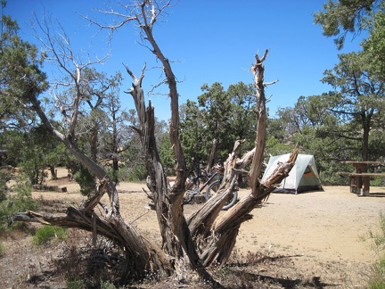 One of several juniper trees around my campsite at Mid Hills campground that has been chopped down by campers for firewood