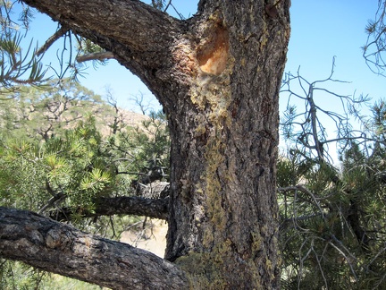 An elderly pinon pine near my tent at Mid Hills campground drools sticky and waxy