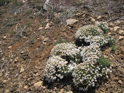 I start the short hike from Mid Hills campground over to Eagle Rocks and pass these diminutive flowers near the campground road