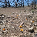 A few mariposa lilies bloom in a rocky area at Mid Hills campground