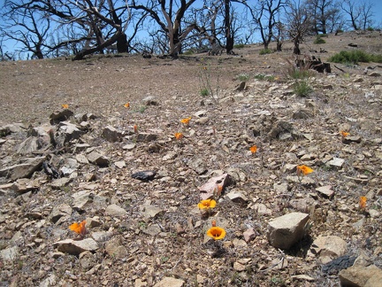 A few mariposa lilies bloom in a rocky area at Mid Hills campground