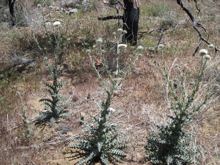 I pass a patch of white thistles on the way down to the canyon below Eagle Rocks