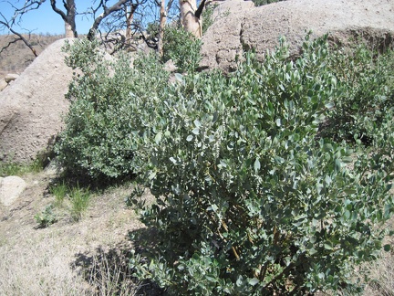 Manzanitas, which are not usually a desert plant, grow here and there in the Eagle Rocks area