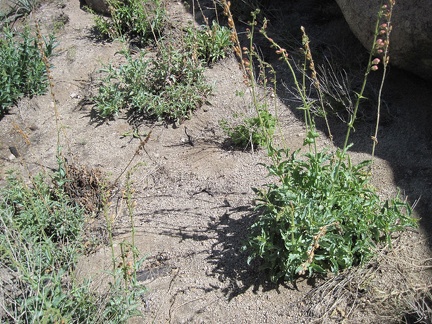 Also in the Eagle Rocks area are occasional patches of Palmer's penstemon