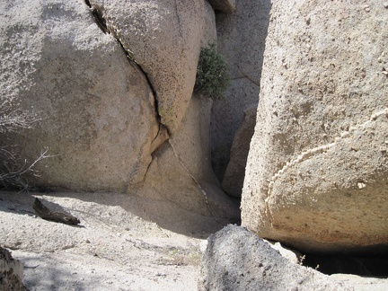 A manzanita grows out of a crack in the boulders at Eagle Rocks