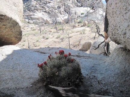A Claret cup cactus blooms in a shady area of Eagle Rocks where I wouldn't expect to find one
