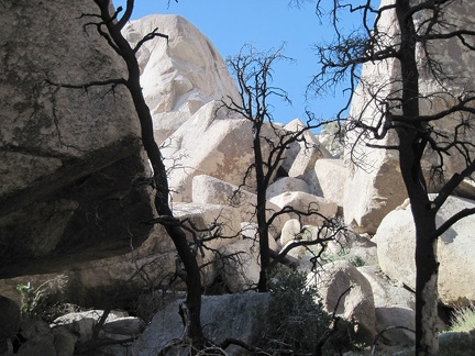 More burned trees at Eagle Rocks, Mojave National Preserve